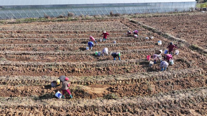 江西永丰：甘薯丰收季 一地三收富农家